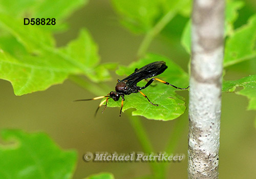 Ichneumon centrator